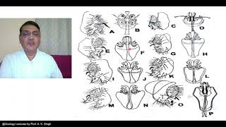 Taxonomic Characters Morphology to Molecular [upl. by Annaoi]