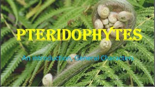 Pteridophytes  Vascular cryptogams An Introduction General Characters HPU BSc 1st Year [upl. by Atsilac]