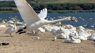 A Day At Abbotsbury Swannery 26 August 2024 [upl. by Hylton]