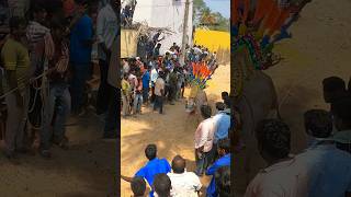 Massage Entry 🔥😱 Jagan Anna Agenda Song 🤯 Komaragunta Jallikattu 🐂runwithvinaychittoorjallikattu [upl. by Langdon]