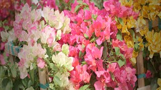 Bougainvillea [upl. by Romeu]