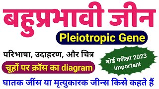 बहुप्रभावी जीन्स  Pleiotropic Genes in hindi  Lethal Genes  Pleiotropic gene class 12 biology [upl. by Andel]