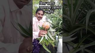 বিনা খরচে আনারস রোপণ পদ্ধতি organicfarming [upl. by Wight594]