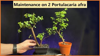 Maintenance on 2 portulacaria afra bonsai tree cuttings bonsai pruning portulacariaafra [upl. by Anihsak86]