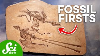 The 10 Oldest Fossils Ever Discovered [upl. by Euqirne677]