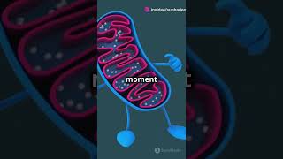 Oxidative phosphorylation shortsvideo biology biochemistry [upl. by Katrine]