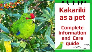 Kakariki as a pet – Complete information and care guide [upl. by Barvick49]