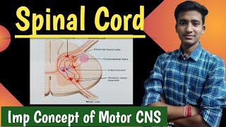 Spinal Cord  Neurology  Intro to motor system  Physiology  in hindi  by Ashish Agrawal [upl. by Notlad]