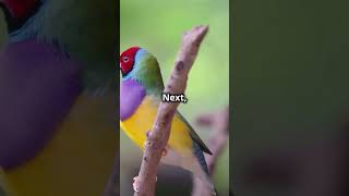 Expert Guide Raising Healthy Gouldian Finch Chicks [upl. by Aniat515]