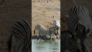 Zebra Tries to Drown Baby [upl. by Ditzel425]