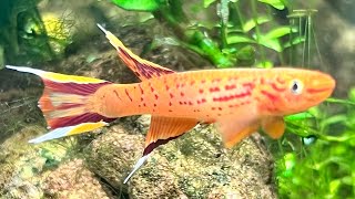 6 gallon Walstad Killifish Tank [upl. by Leasi]