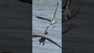 Crazy pelican tries to steal fish from Osprey Must see [upl. by Essirahc]