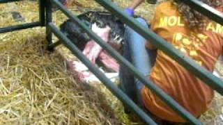 Cow Giving Birth At 2009 Michigan State Fair [upl. by Yrovi]