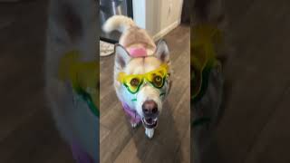 Trick question funny dogvideos jokes laughter comedy husky dogbreed trickyquestion petlife [upl. by Atteras348]