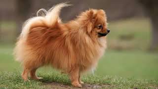 German Spitz Klein  small dog breed [upl. by Alene]