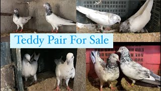 For Sale  Teddy  Kasni  Phulsira Highflyer Kabootar  Nayaab 7028188023 [upl. by Ayal357]