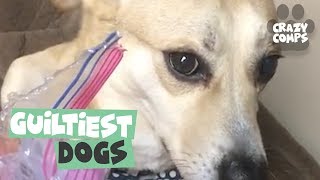 Guilty Dogs  Funny Dogs Compilation 2018  Dogs are the Best 🐶🐶🐶 [upl. by Wamsley268]