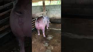 Super hug black mother pig Incredible pig breed farming pig shorts [upl. by Ricarda]