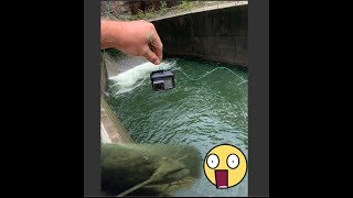 GoPro finds MASSIVE Catfish AND Striper in a Spillway [upl. by Lleihsad]