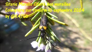 Sitaris Muralis Sitaris des murailles Coléoptère sur romarin 10 septembre 2024 by K47CB [upl. by Akihsat774]