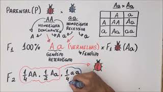 1ª Lei de Mendel  Genética  Resumo Professor Gustavo [upl. by Enattirb]