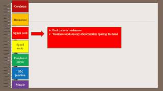 Localization In Neurology [upl. by Anawik]