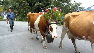 Swiss Cows with their Giant Bells Lead the Parade in Murren  Aug 2011 [upl. by Stag638]