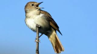 ♫ Ruiseñor Europeo  Luscinia Megarhynchos  Nightingale ஜ [upl. by Ursuline]