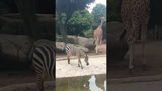 Zoológico Chapultepec 🦒🦓 [upl. by Reiche]