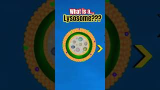 🔬 What is a Lysosome What are Lysosomes Lysosome Explained lysosome lysosomes biology thecell [upl. by Orecul]