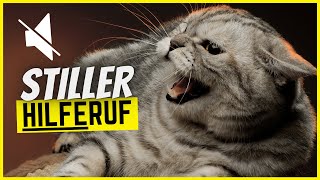 7 stille Anzeichen dass deine Katze um Hilfe fleht [upl. by Wallack618]