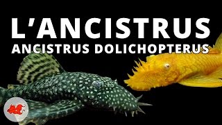 Ancistrus dolichopterus ✔ [upl. by Ellennahc]