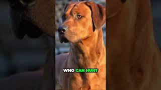 Rhodesian Ridgeback  Interesting Facts [upl. by Imoian940]