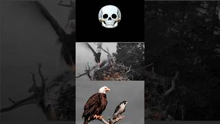 Peregrine falcon and bald eagle trending peregrinefalcon baldeagle ospreys birds animals [upl. by Terrye458]