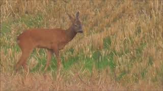 Stoppelansitz auf Raubwild Niederwildhege [upl. by Diarmit]