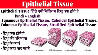 Epithelium tissue Anatomy and physiology  Type of epithelium tissue  Structure  Functions [upl. by Eziechiele]