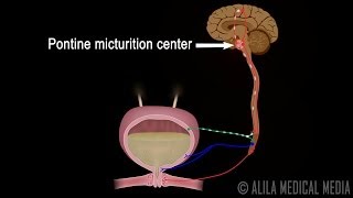 Micturition Reflex  Neural Control of Urination Animation Video [upl. by Hoem414]