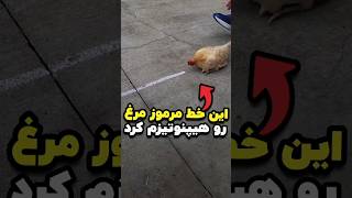 راز عجیبی که باعث میشه مرغ‌ها با یه خط هیپنوتیزم بشن 😱 [upl. by Notsirhc]