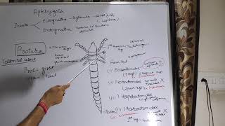 Apterygota  Order Protura By Dr kailash kumar Swami Associate Professor Zoology Dungar college Bik [upl. by Marvella]