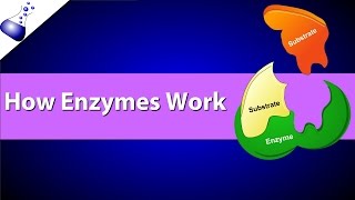 How Enzymes Work [upl. by Aviv]