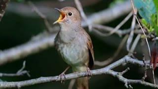 Burung Master  Sikatan Londo Nightingale [upl. by Treblah]