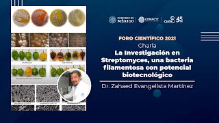 La Investigación en Streptomyces una bacteria filamentosa con potencial biotecnológico [upl. by Jak842]