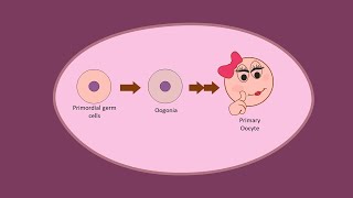 Oogenesis part 1  Development of Oocytes Primary before birth [upl. by Aimet]