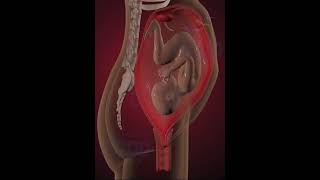 Precious moments of Child inside the womb 3D Animation [upl. by Bilow]