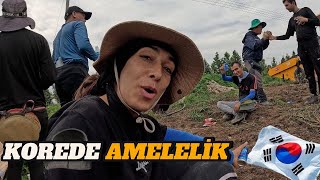 Güney Kore’de Yapılacak En Zor İş Amelelik İlk Günden Canımızı Çıkardılar🇰🇷 [upl. by Bennir]