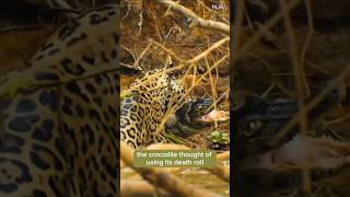 Jaguar vs Crocodile Epic Battle for Survival in the Wild shorts [upl. by Lisab]