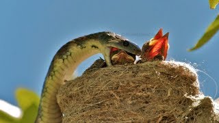 AMAZING WILDLIFE ENCOUNTER Tiger Snake eats Willie Wagtails [upl. by Goetz]