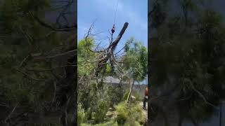 Otra emergencia arborist arbortec [upl. by Welby]