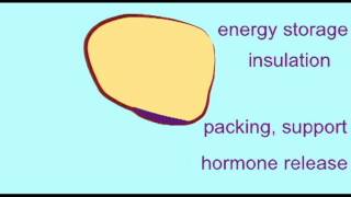 AP1 TISSUES ADIPOSE TISSUE [upl. by Herminia]