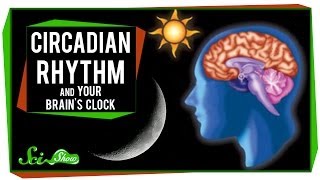 Circadian Rhythm and Your Brains Clock [upl. by Basilius]